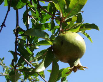 A pomegranate tree in the Kerameikos, Athens